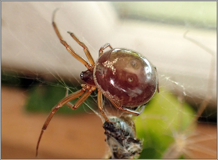 Steatoda nobilis, False Widow Spider