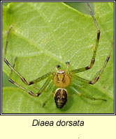 Diaea dorsata, a crab spider