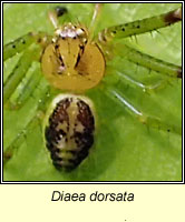 Diaea dorsata, a crab spider