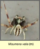 Misumena vatia, a crab spider