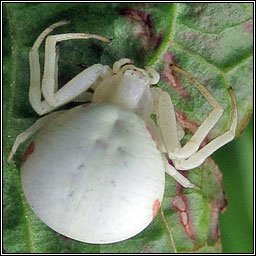 Misumena vatia