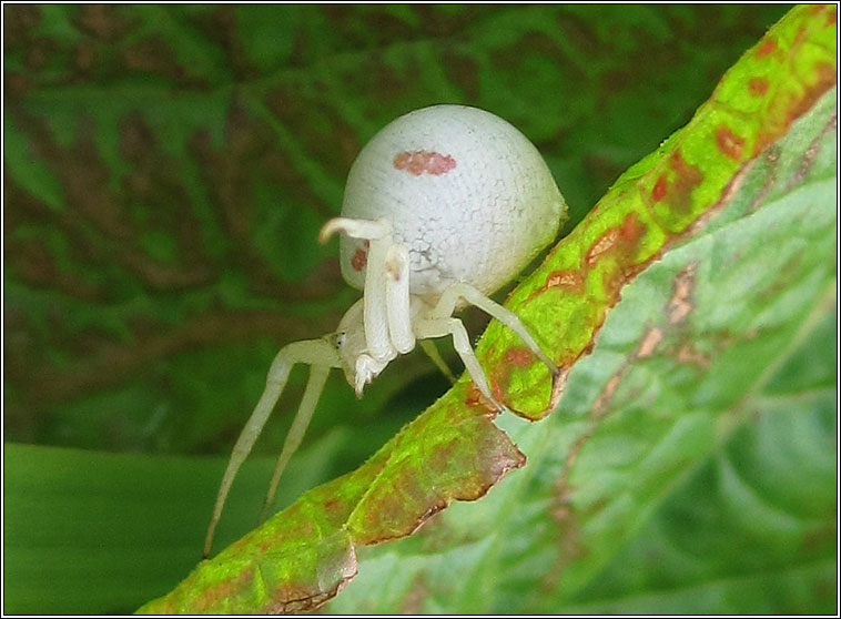 Misumena vatia