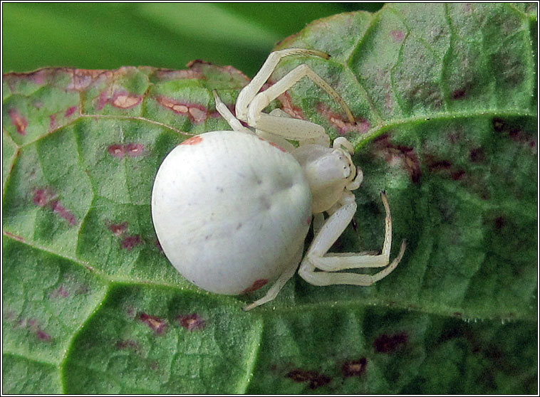 Misumena vatia