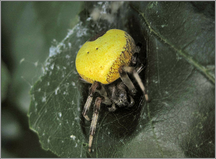 Araneus marmoreus var pyramidatus, Marbled Orbweaver