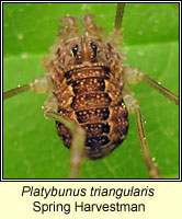 Platybunus triangularis, Spring Harvestman