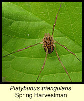 Platybunus triangularis, Spring Harvestman