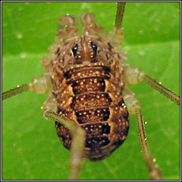 Platybunus triangularis, Spring Harvestman