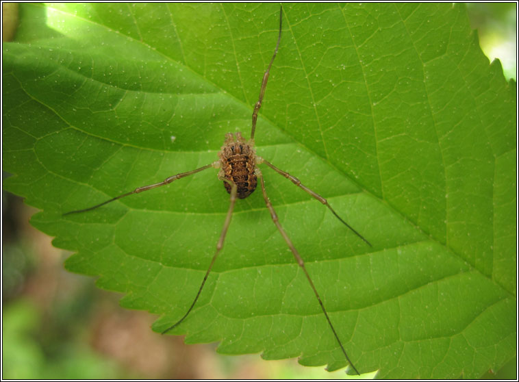 Platybunus triangularis, Spring Harvestman