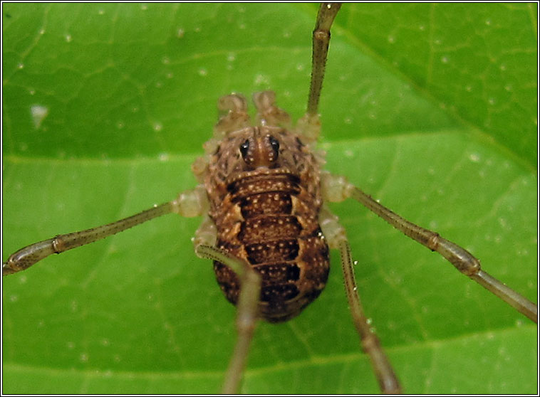 Platybunus triangularis, Spring Harvestman