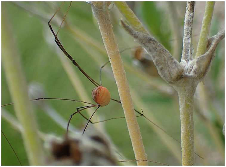 Leiobunum sp