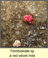 Trombidiidae sp, a red velvet mite