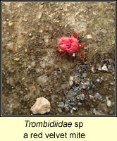 Trombidiidae sp, a red velvet mite