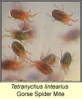 Tetranychus lintearius, Gorse Spider Mite