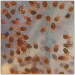 Tetranychus lintearius, Gorse Spider Mite