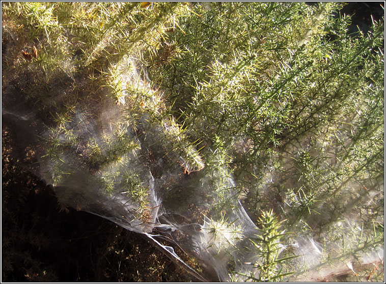 Tetranychus lintearius, Gorse Spider Mite