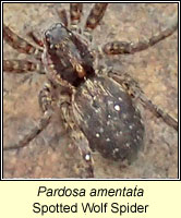 Pardosa amentata, Spotted Wolf Spider