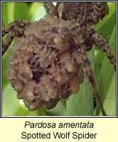 Pardosa amentata, Spotted Wolf Spider