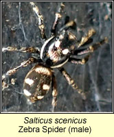 Salticus scenicus, Zebra Spider