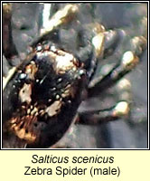 Salticus scenicus, Zebra Spider