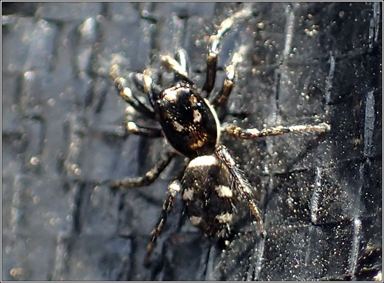 Salticus scenicus, Zebra Spider