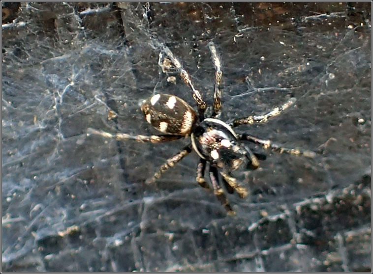 Salticus scenicus, Zebra Spider