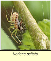 Neriene peltata