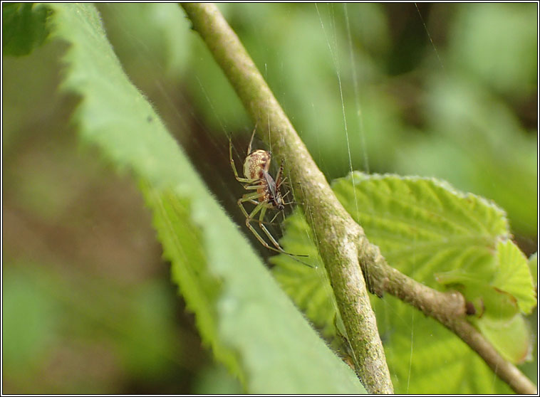 Neriene peltata