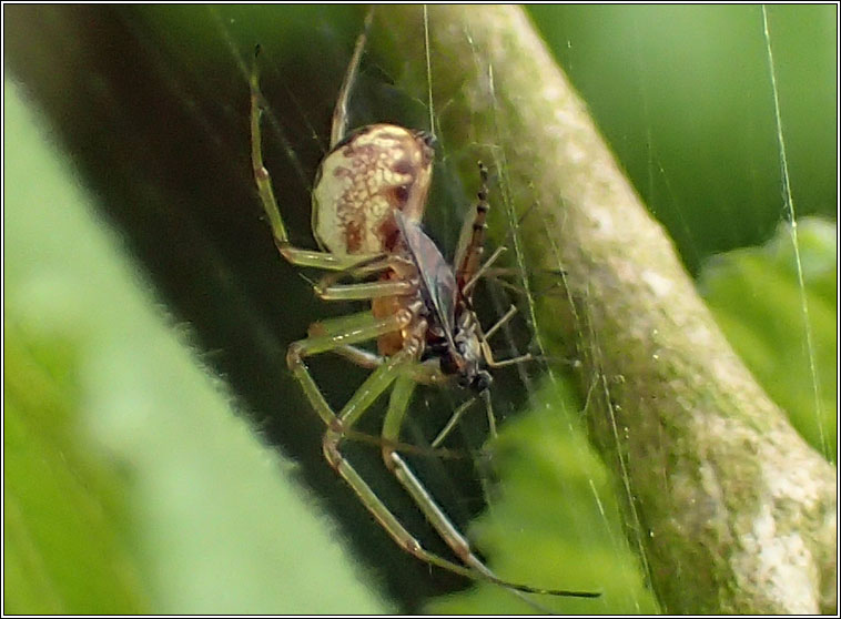 Neriene peltata