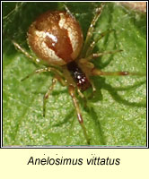 Anelosimus vittatus