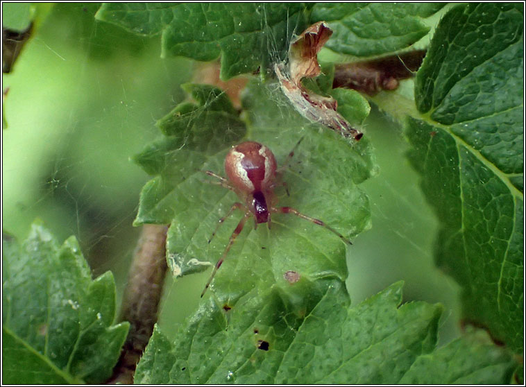 Anelosimus vittatus