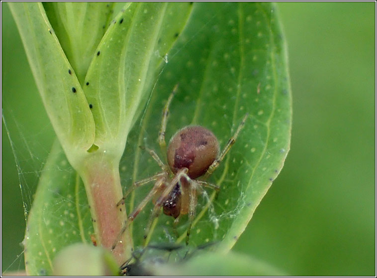 Anelosimus vittatus