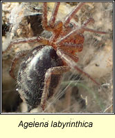 Agelena labyrinthica