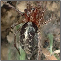 Agelena labyrinthica