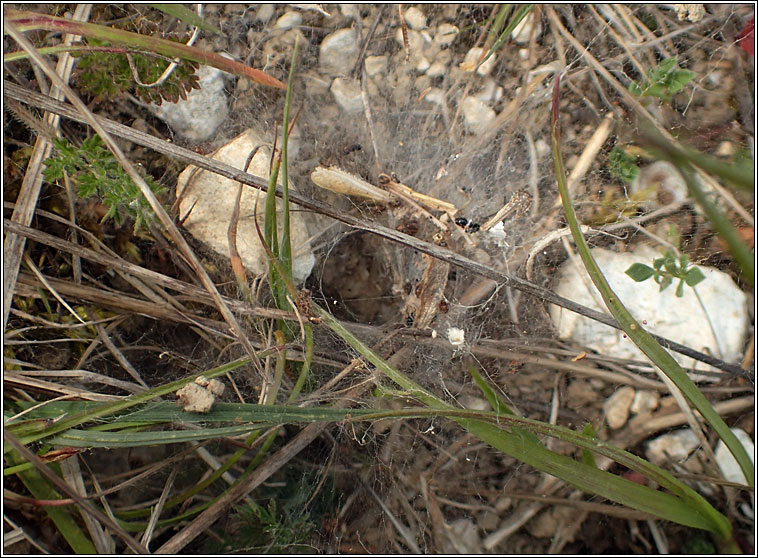 Agelena labyrinthica