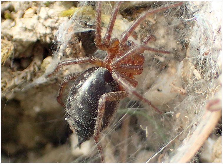 Agelena labyrinthica