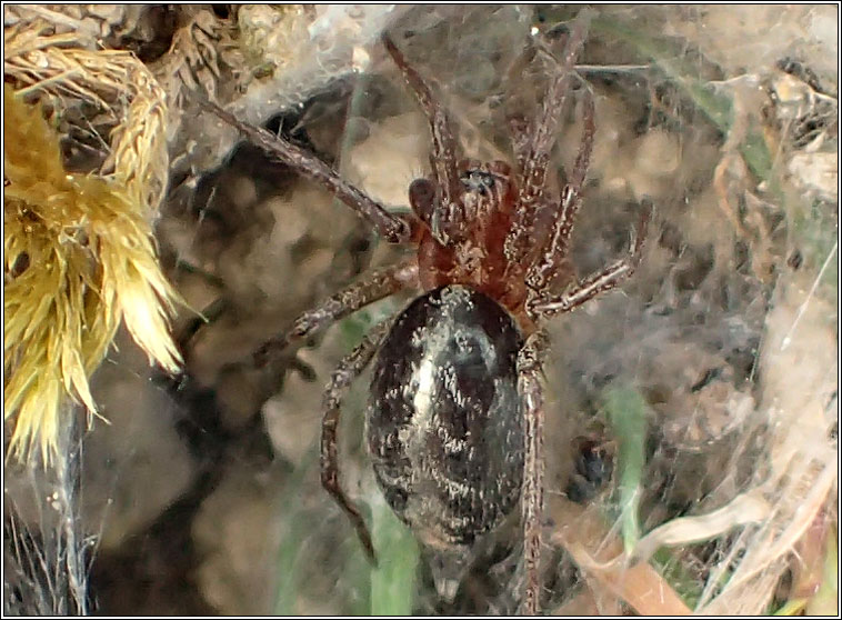 Agelena labyrinthica