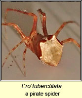 Ero tuberculata