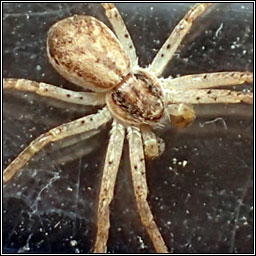 Philodromus dispar