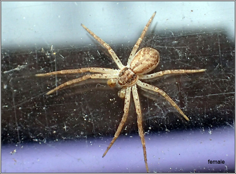 Philodromus dispar