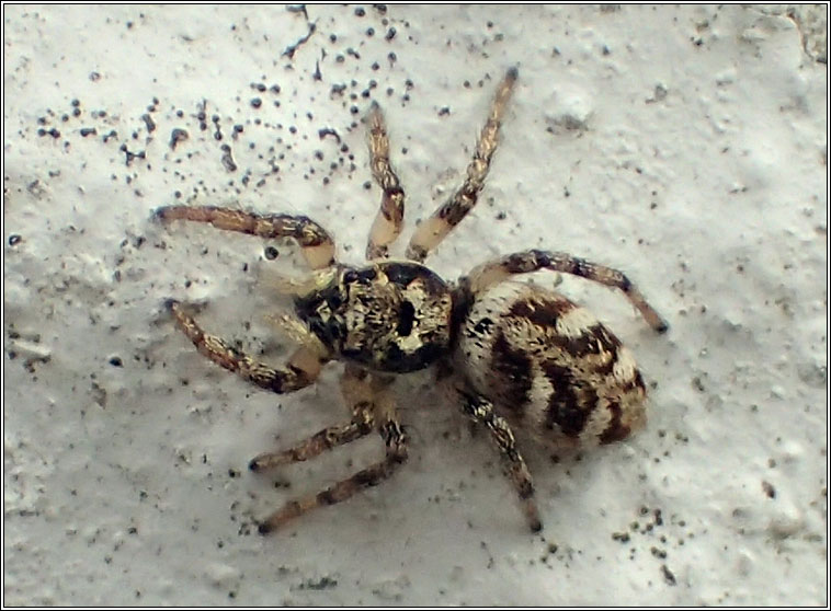 Salticus cingulatus
