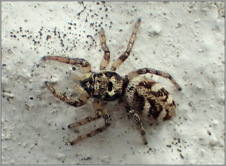 Salticus cingulatus