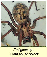 Eratigena duellica Q, Giant House Spider