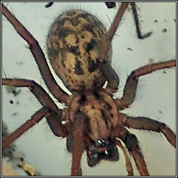 Eratigena duellica Q, Giant House Spider