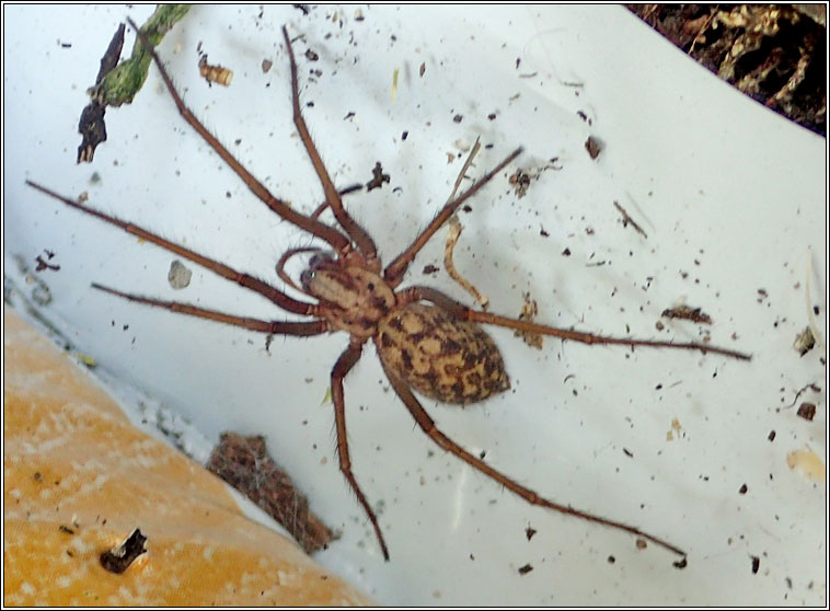 Eratigena duellica Q, Giant House Spider