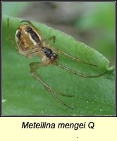 Metellina mengei Q