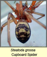 Steatoda grossa, Cupboard Spider