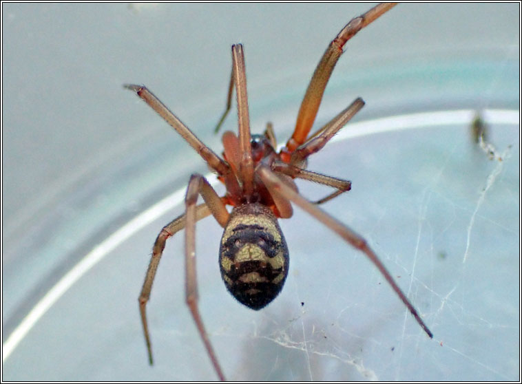 Steatoda grossa, Cupboard Spider