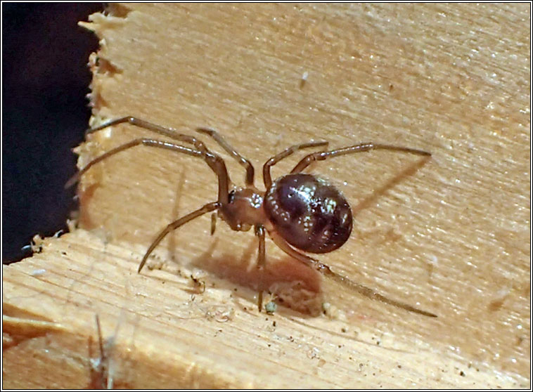 Steatoda grossa, Cupboard Spider