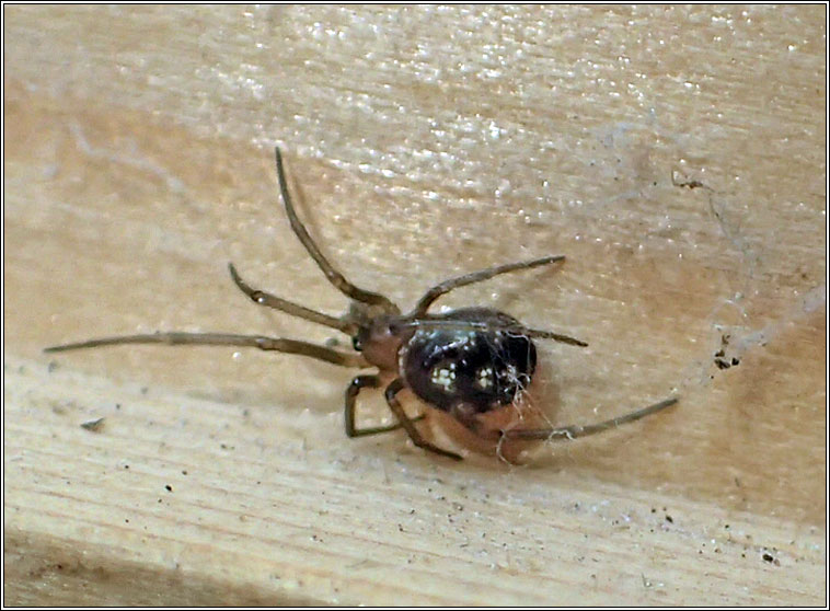 Steatoda grossa, Cupboard Spider