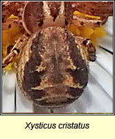 Xysticus cristatus, a crab spider